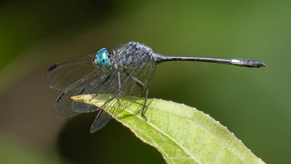 Micrathyria mengeri (Fork-tipped Dasher) male-2.jpg